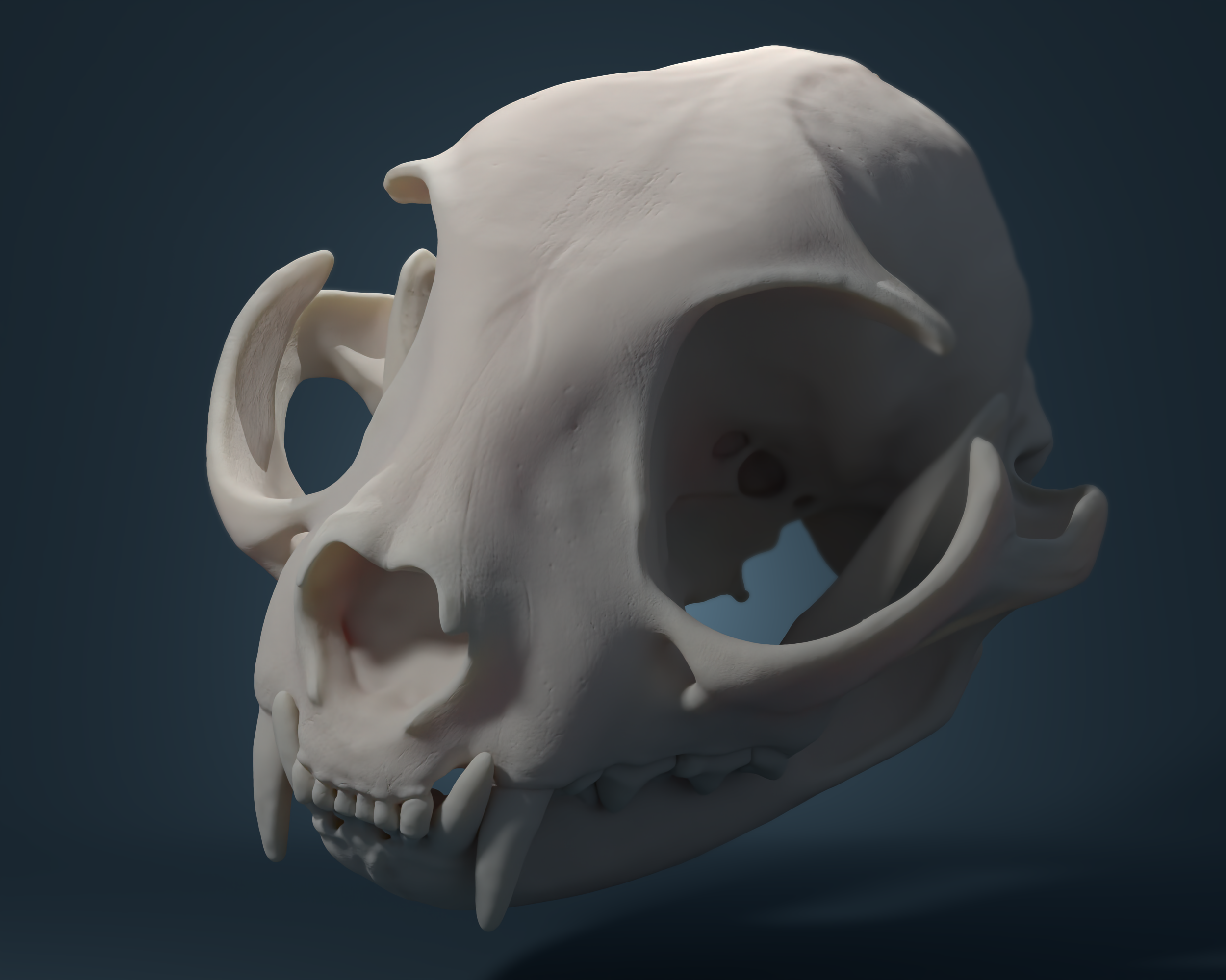 Cat Skull — Home - Viktoriya Khymych